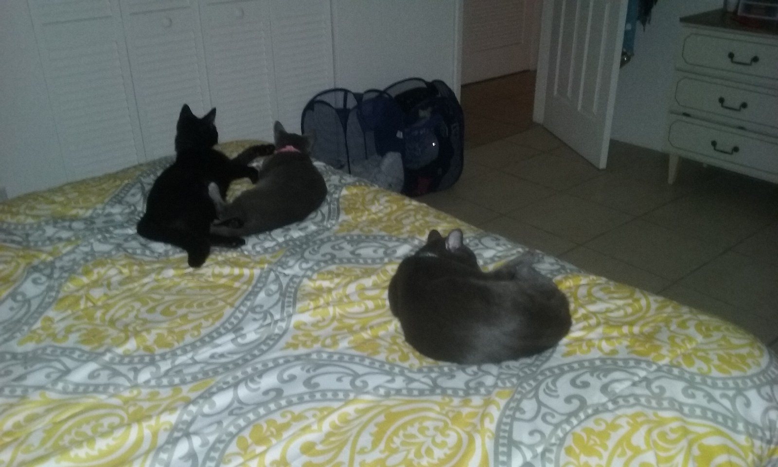 Feline Fellowship