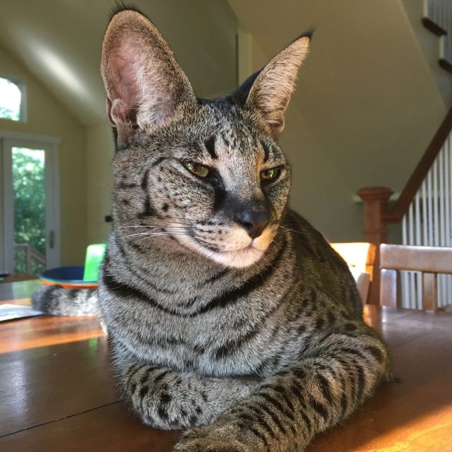 The King