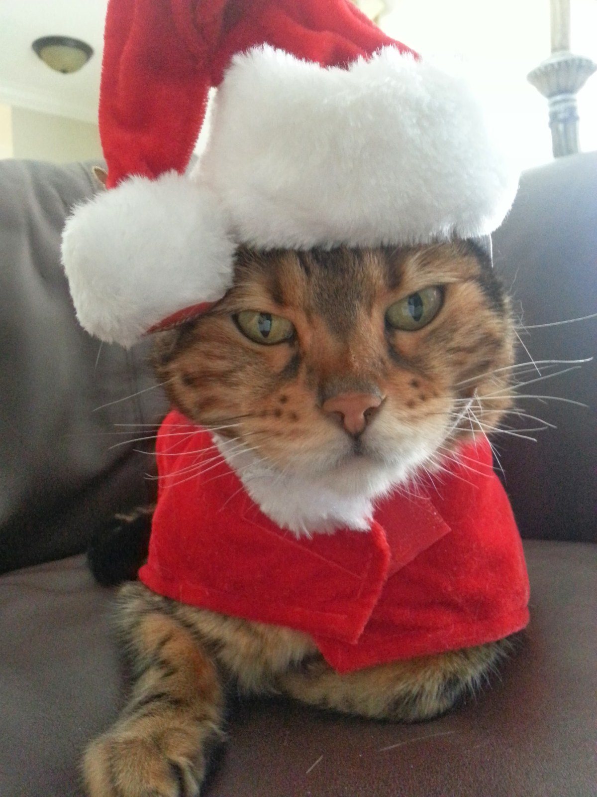 Grinch Kitty