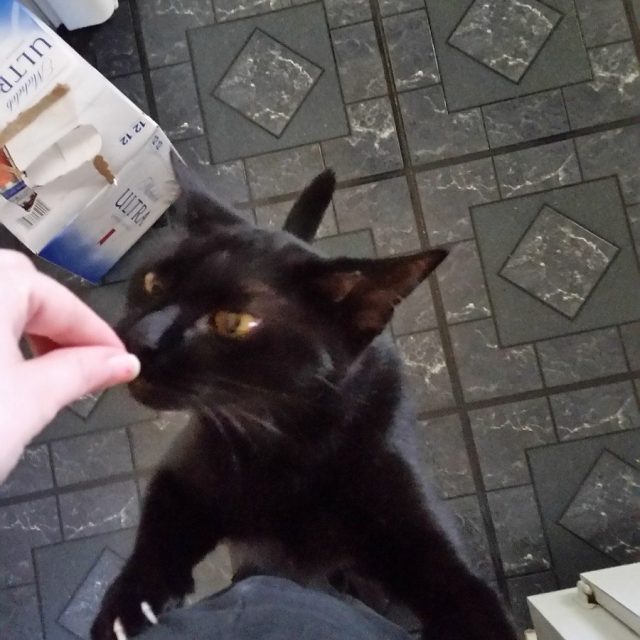 Night Fury Needs Feeding
