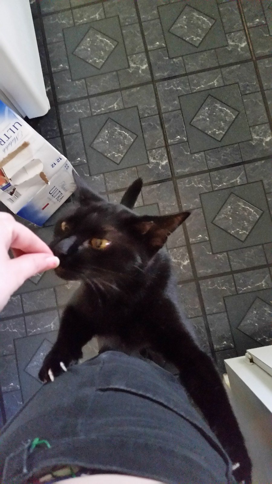 Night Fury Needs Feeding