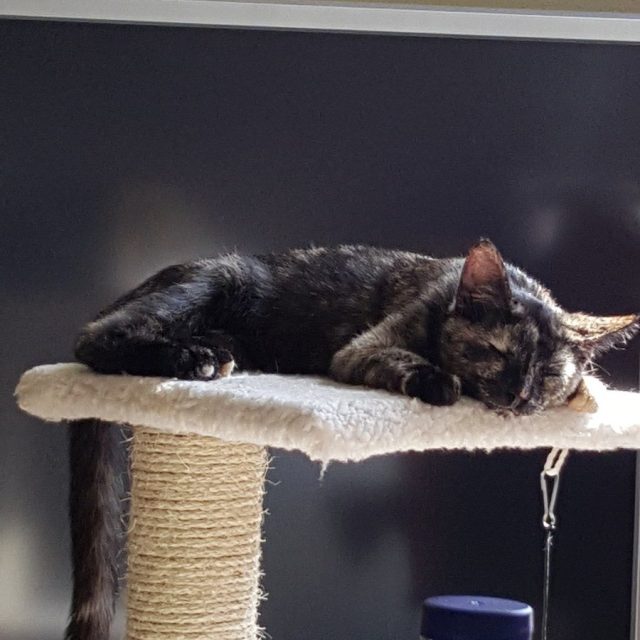 Daily Snooze