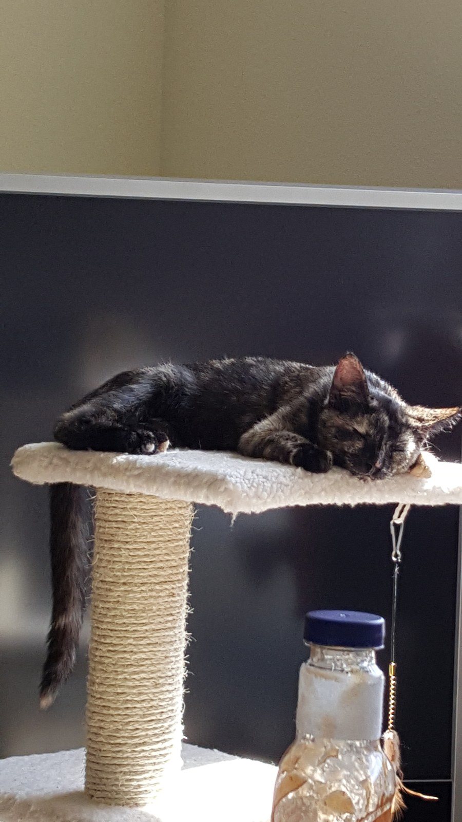 Daily Snooze