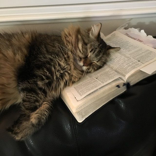 Too Much Studying