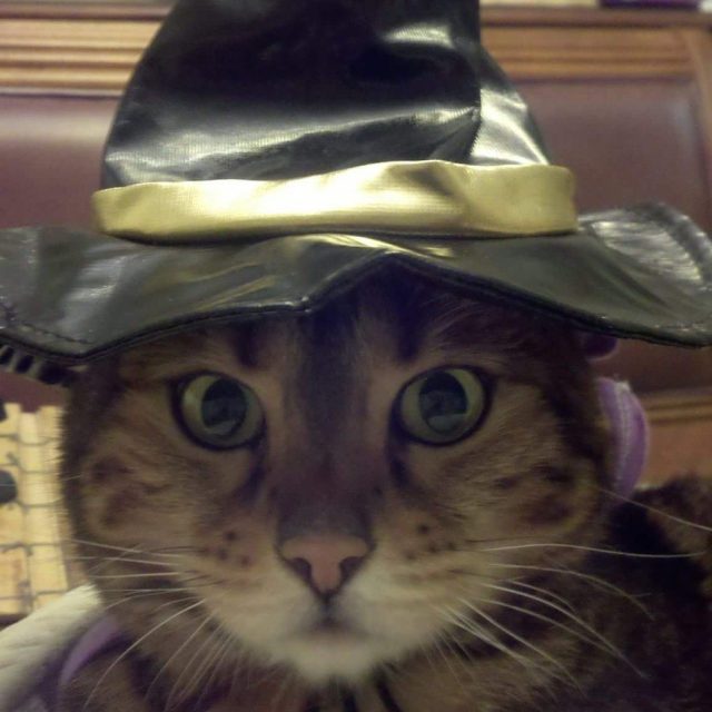 "You Are Now Under My Spell"