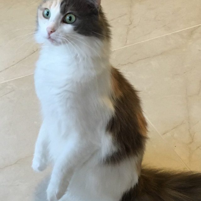 Squirrel!!