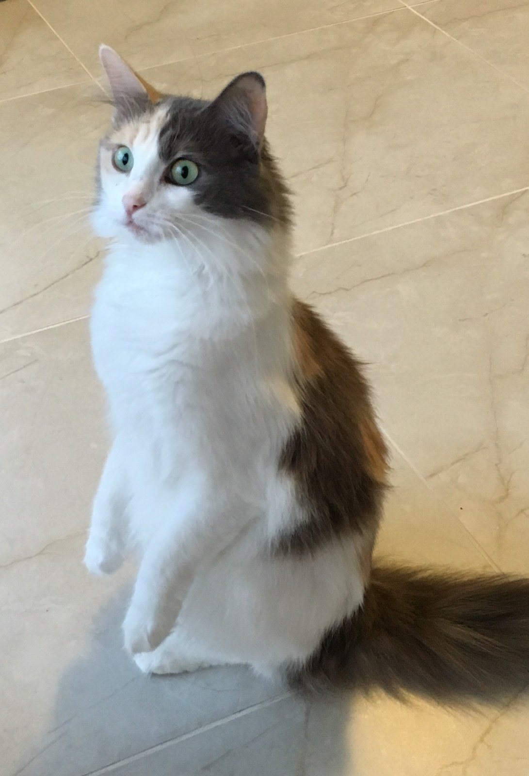 Squirrel!!