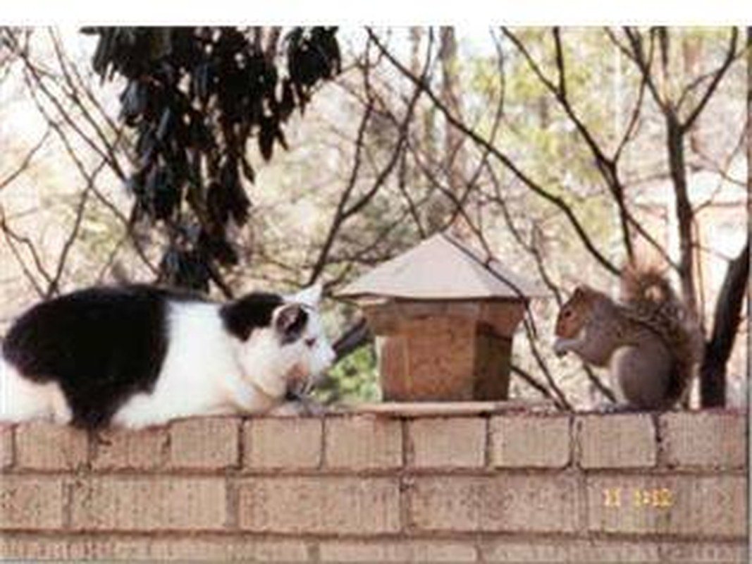 Tinker & Squirrel