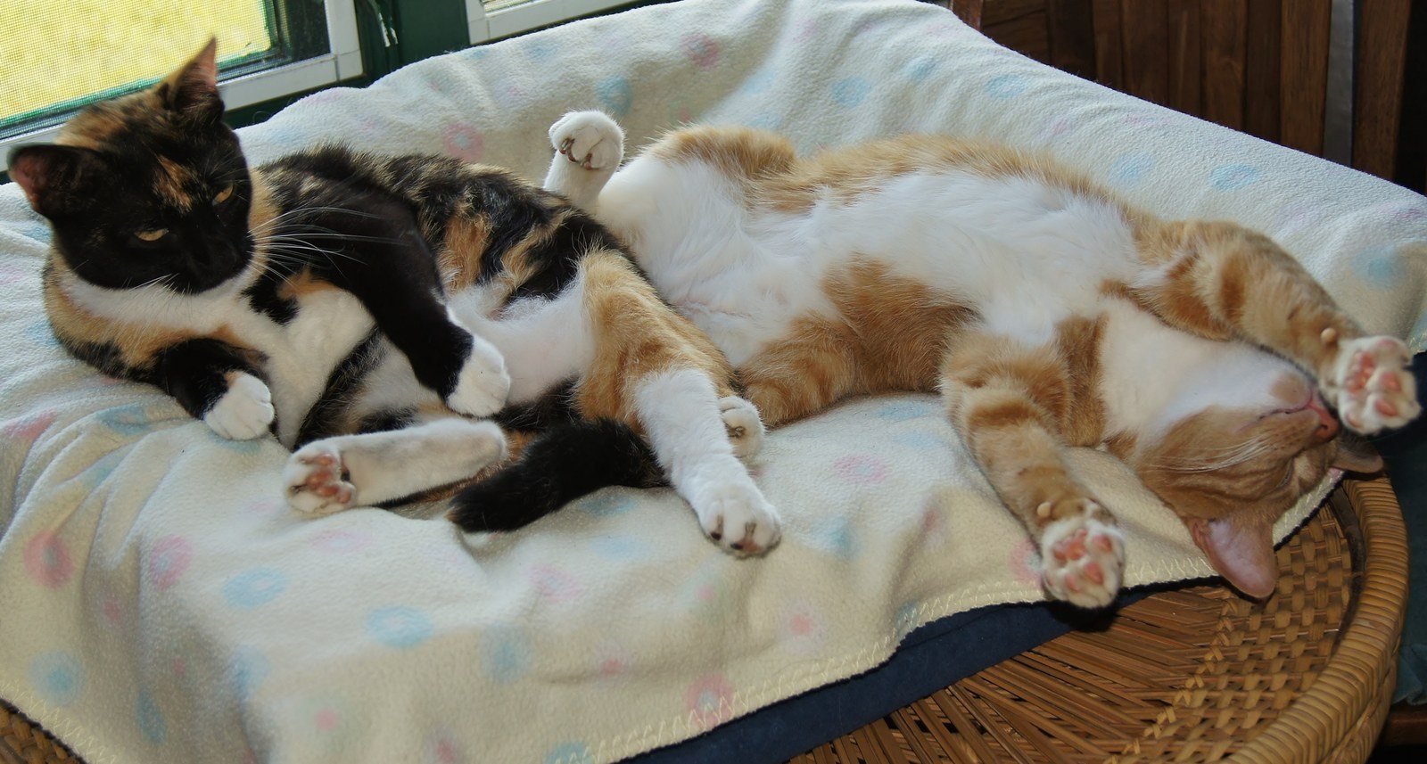 Sunday Mornings