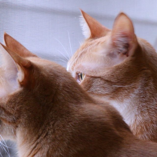 Brothers