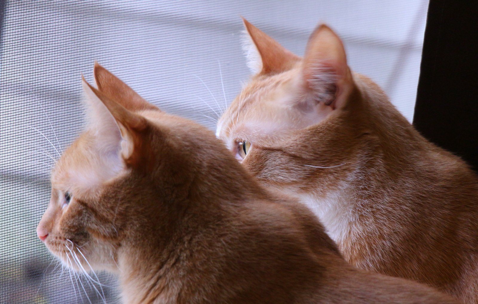 Brothers
