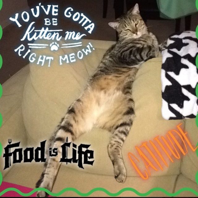 Loungin' - Frankie Four Paws