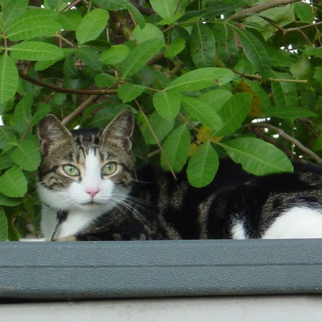 Felix The Cat