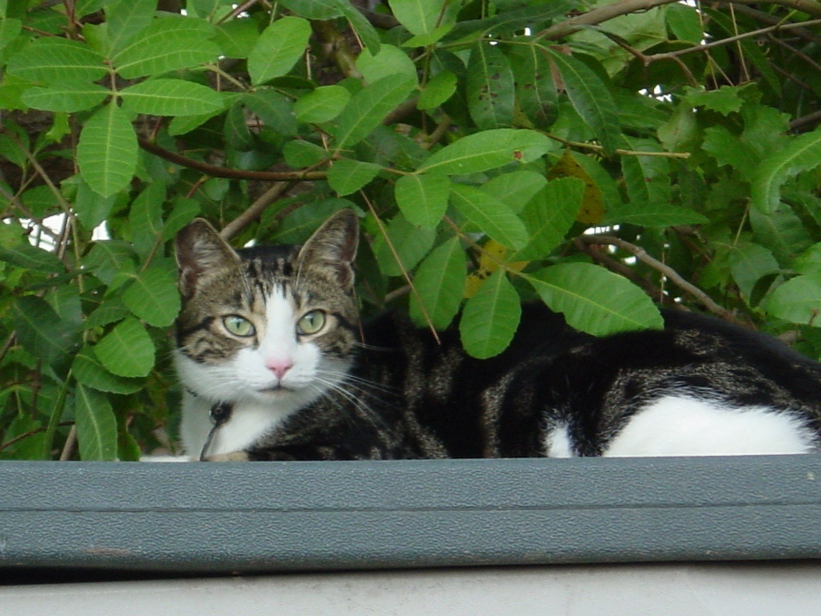 Felix The Cat