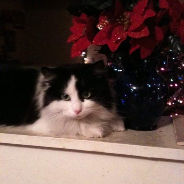 Waiting Fur Santa Claws