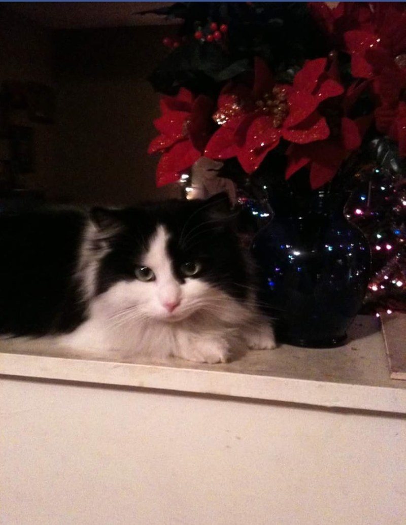 Waiting Fur Santa Claws