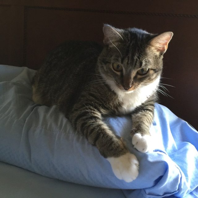 Pillow Pal