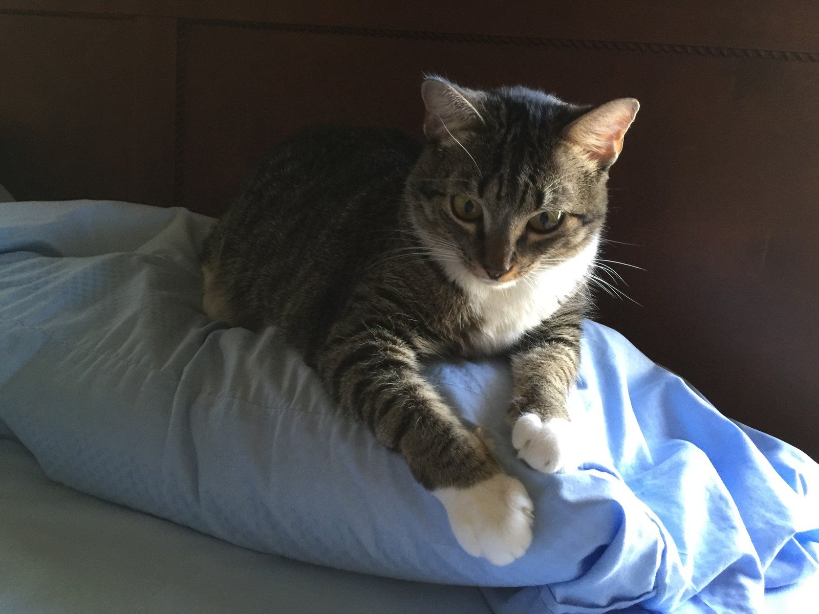 Pillow Pal