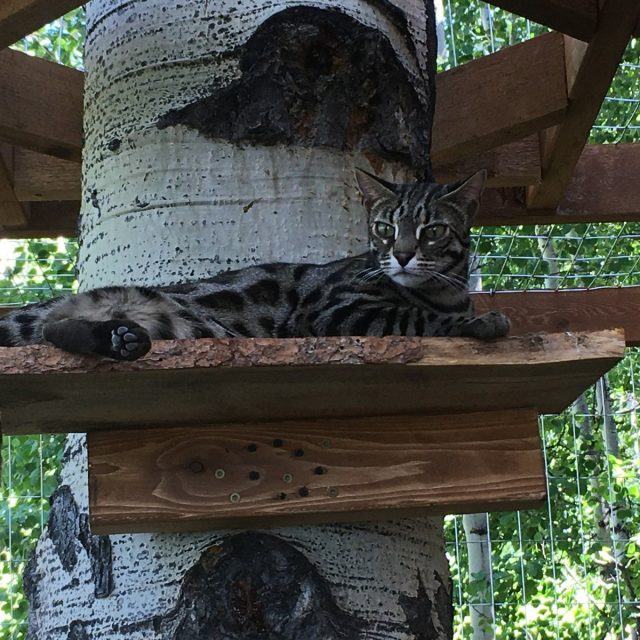 Lounging