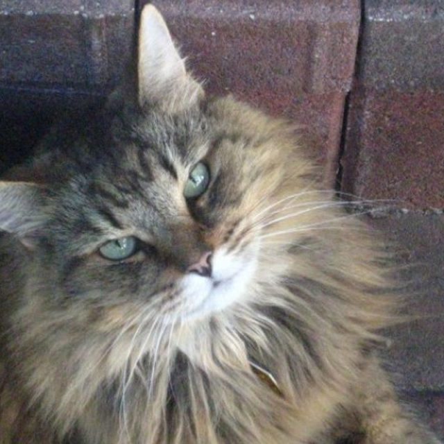 Sweet Sally Jo