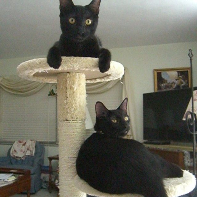 Brothers CJ And DJ Formally Siriacha And Wasabi From HERO