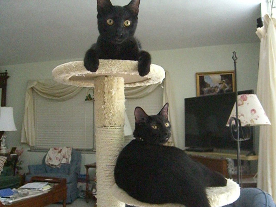 Brothers CJ And DJ Formally Siriacha And Wasabi From HERO
