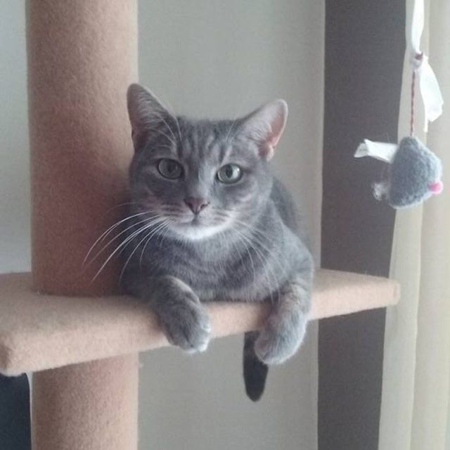 Bella On The Cat Tree