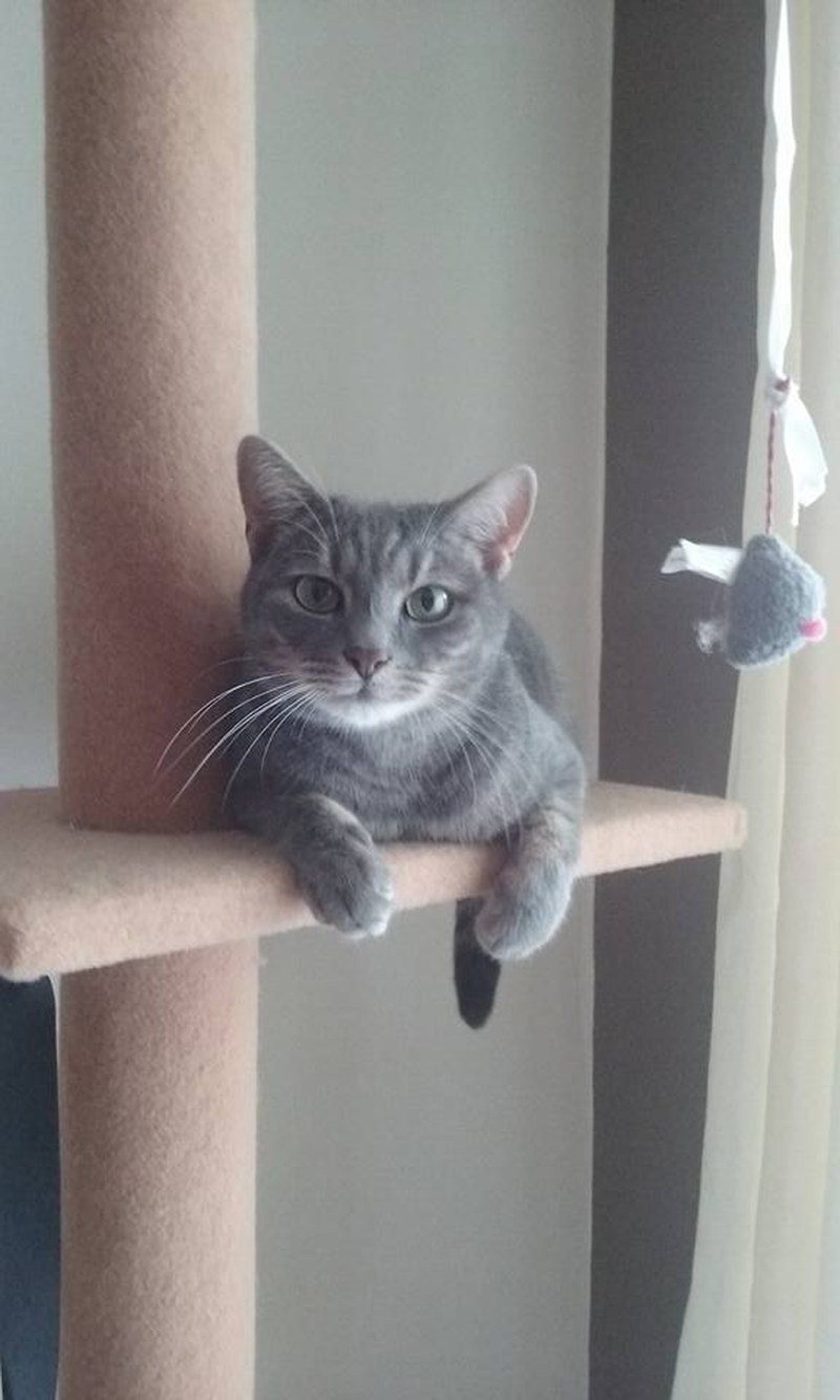 Bella On The Cat Tree
