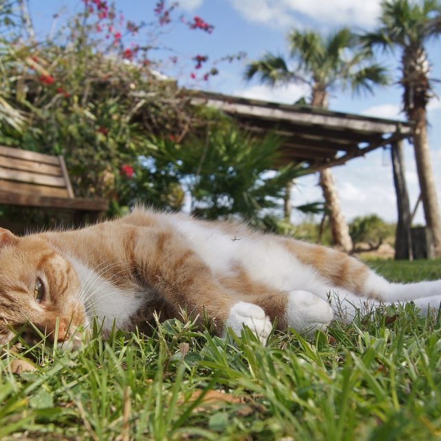 Nap Time