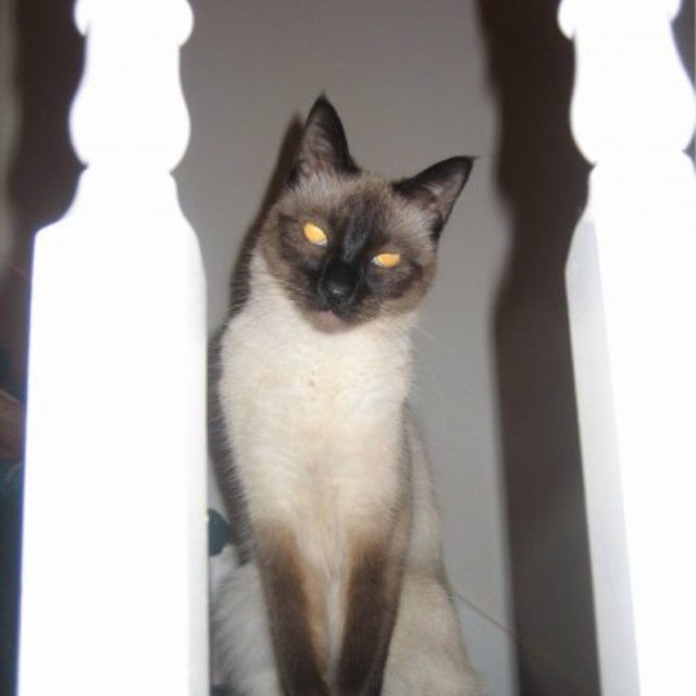 Ping, "You Know You Love Me".
