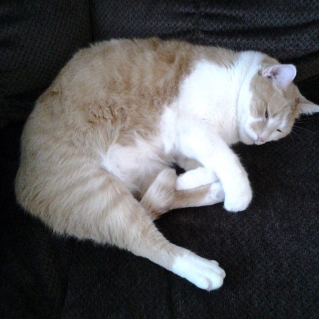 Don't Bother Me, I'm Napping.