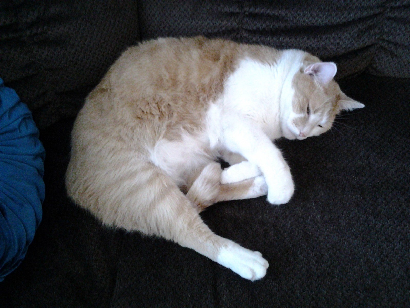 Don't Bother Me, I'm Napping.