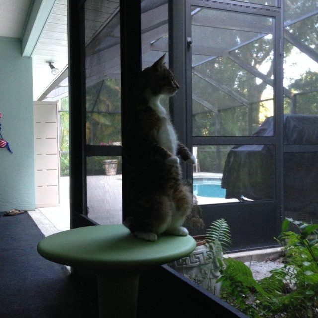 MeeCAT