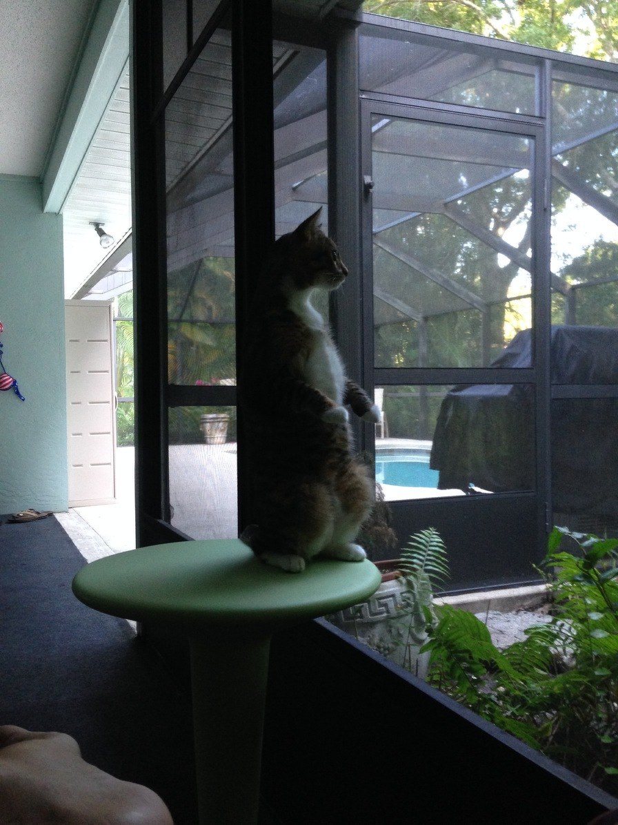 MeeCAT