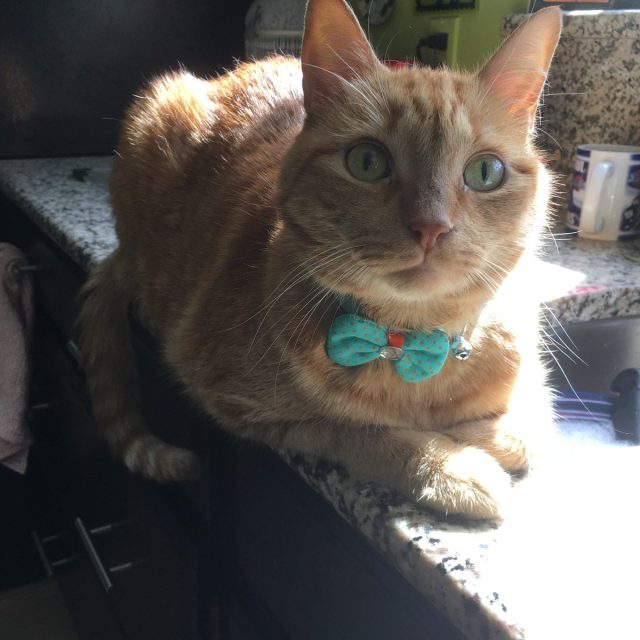 New Bow Tie