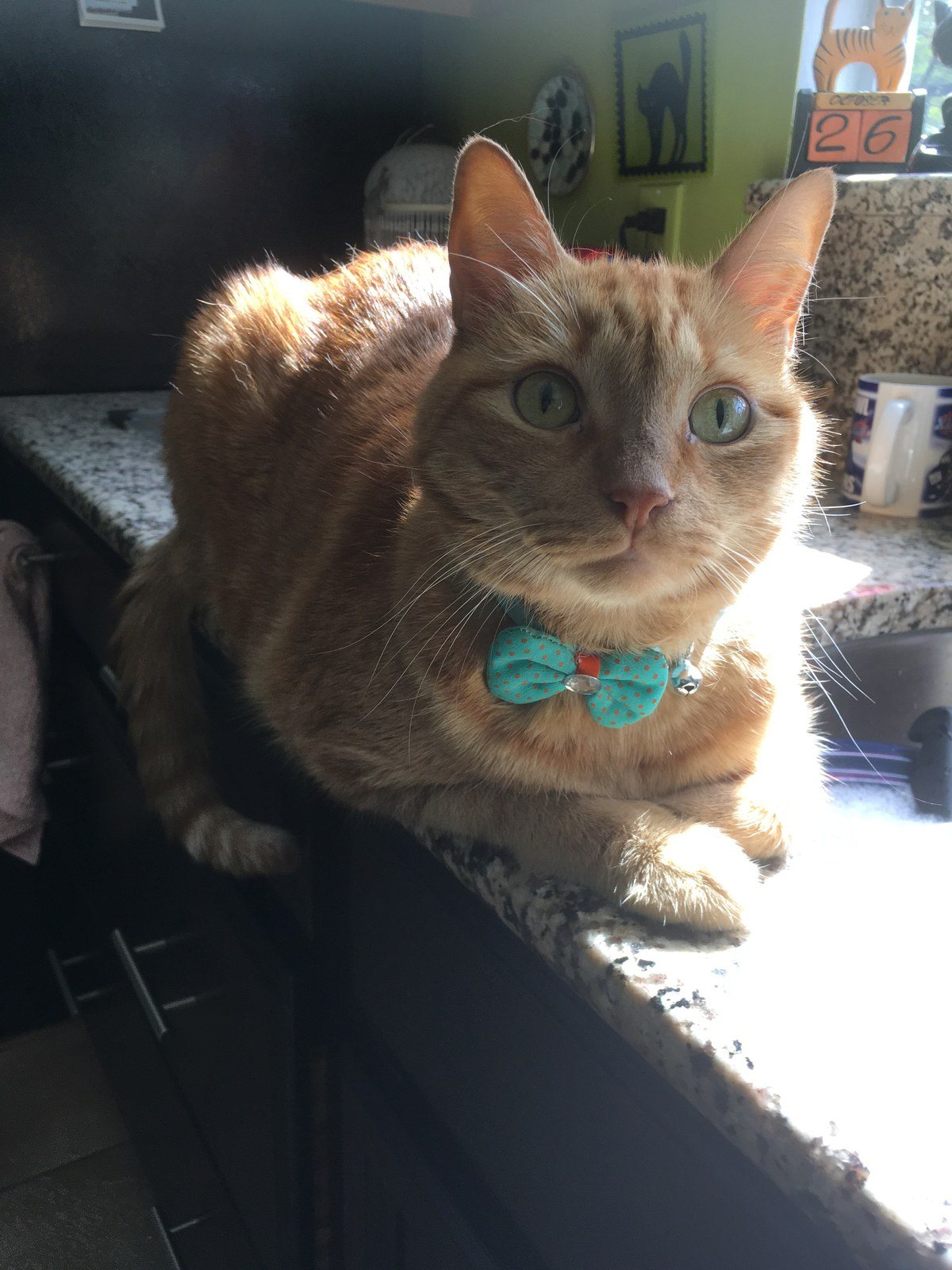 New Bow Tie
