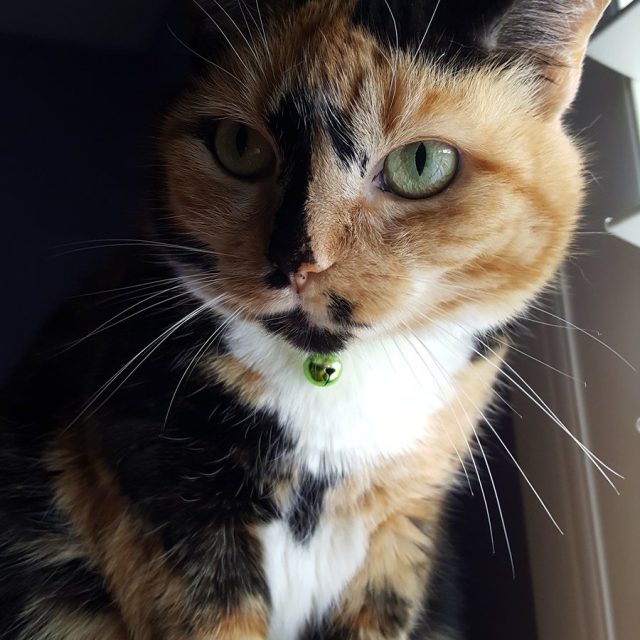The Princess