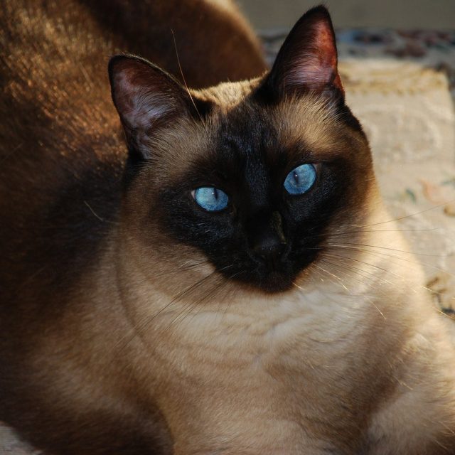 I Love The Camera (SuLing)
