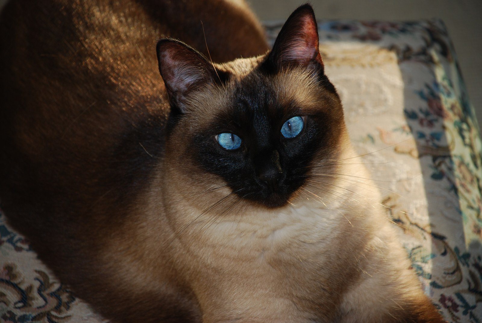 I Love The Camera (SuLing)