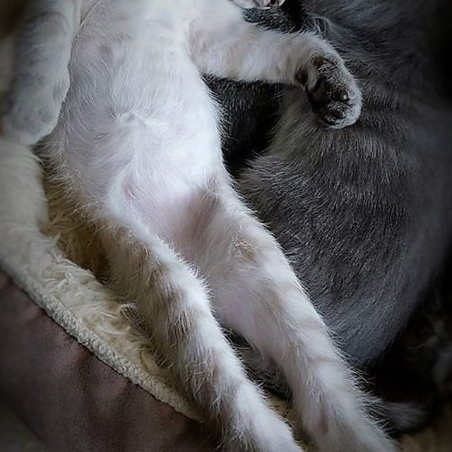 Frog Kitten