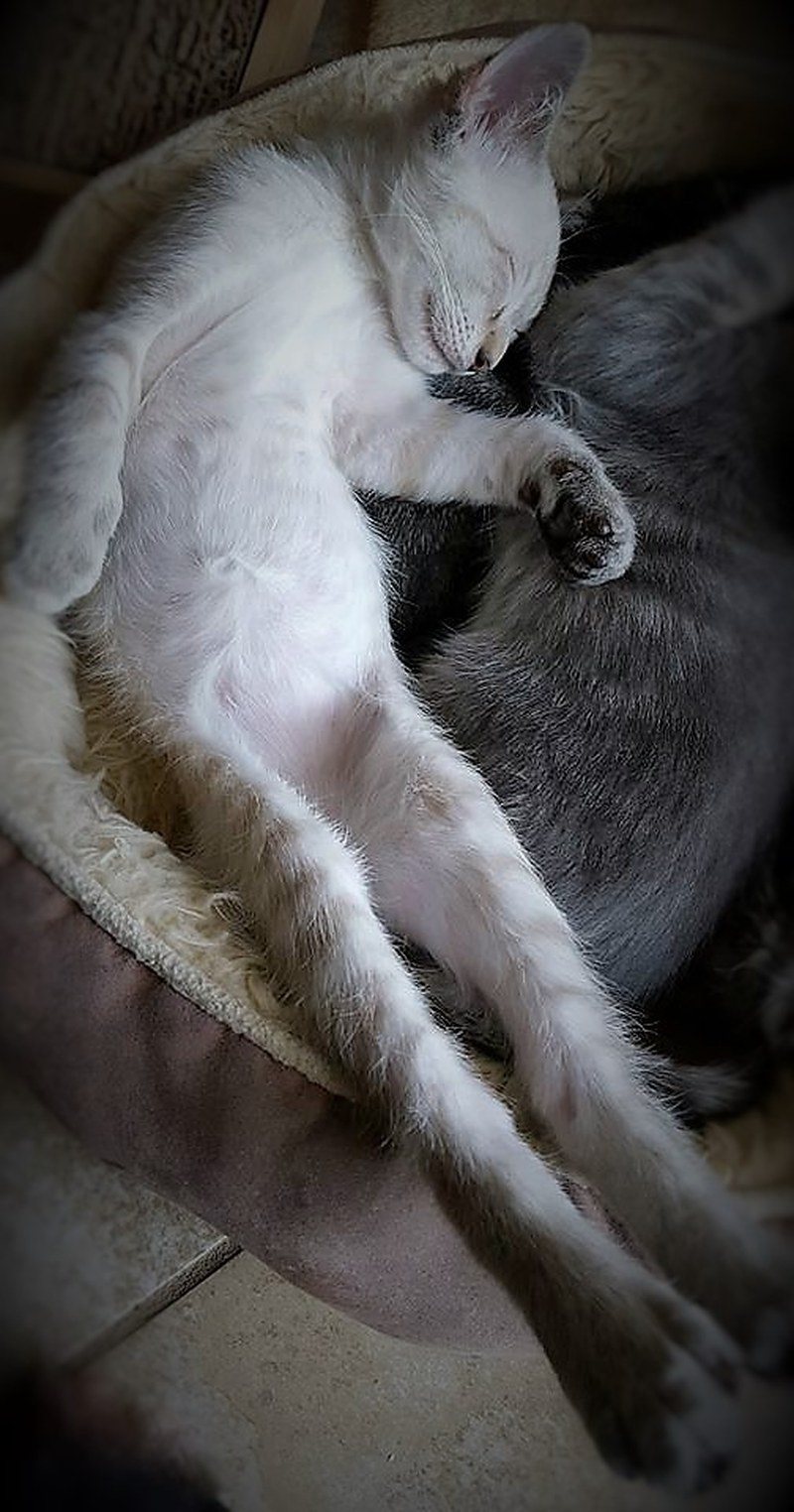 Frog Kitten