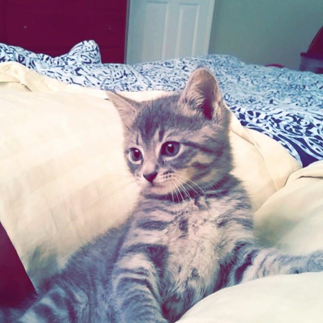 My Name Is Bagheera!!