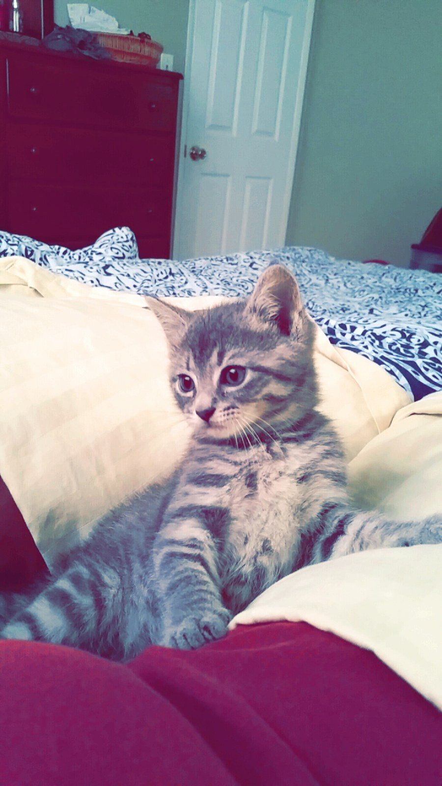 My Name Is Bagheera!!