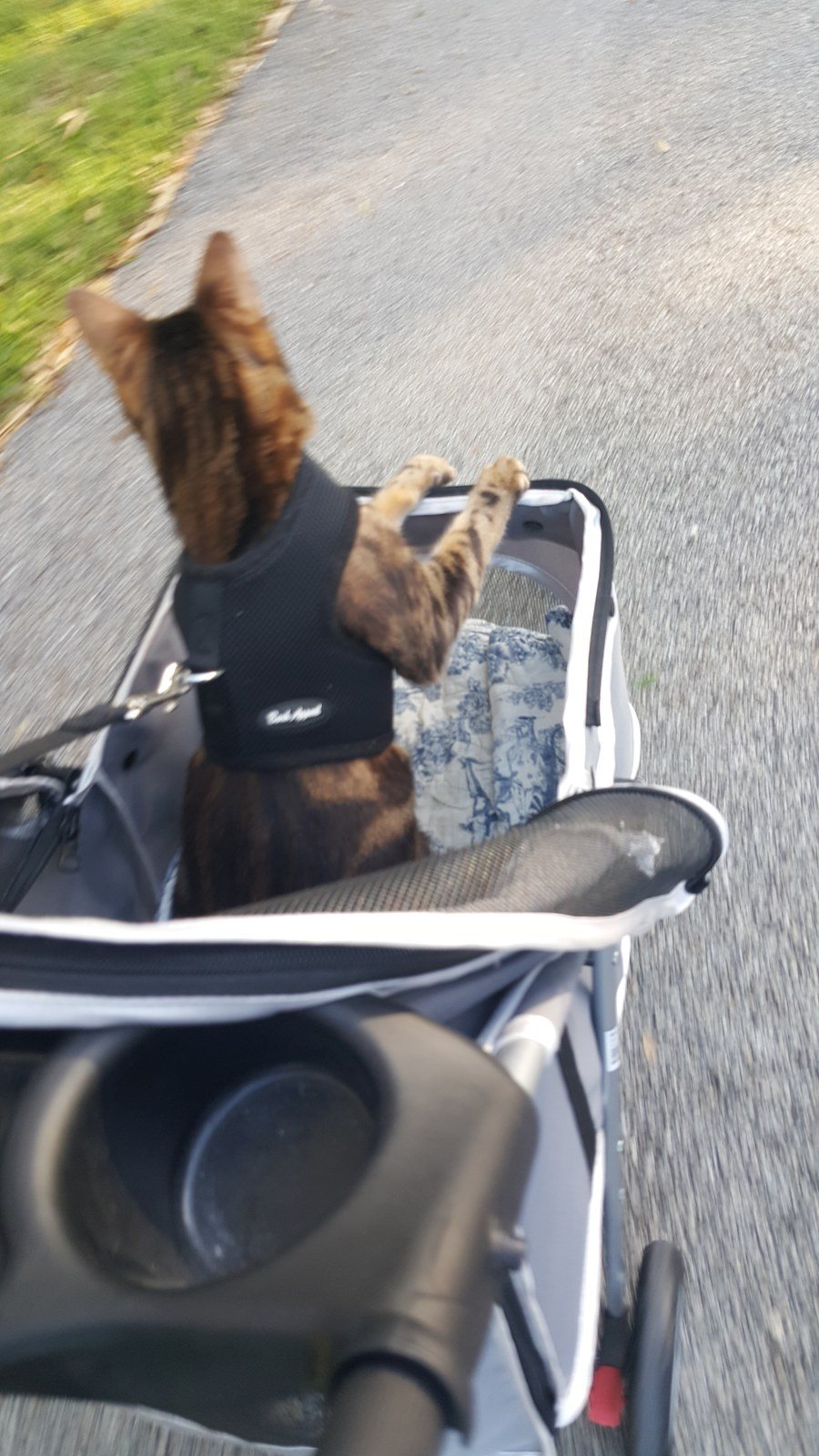 Amber's Big Adventure! Loves Her Stroller 😀