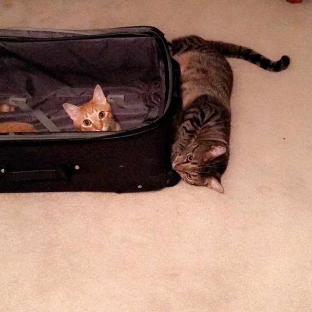 "So You're Saying We Aren't Coming With You?!! Not Acceptable! Wel Will Just Pac