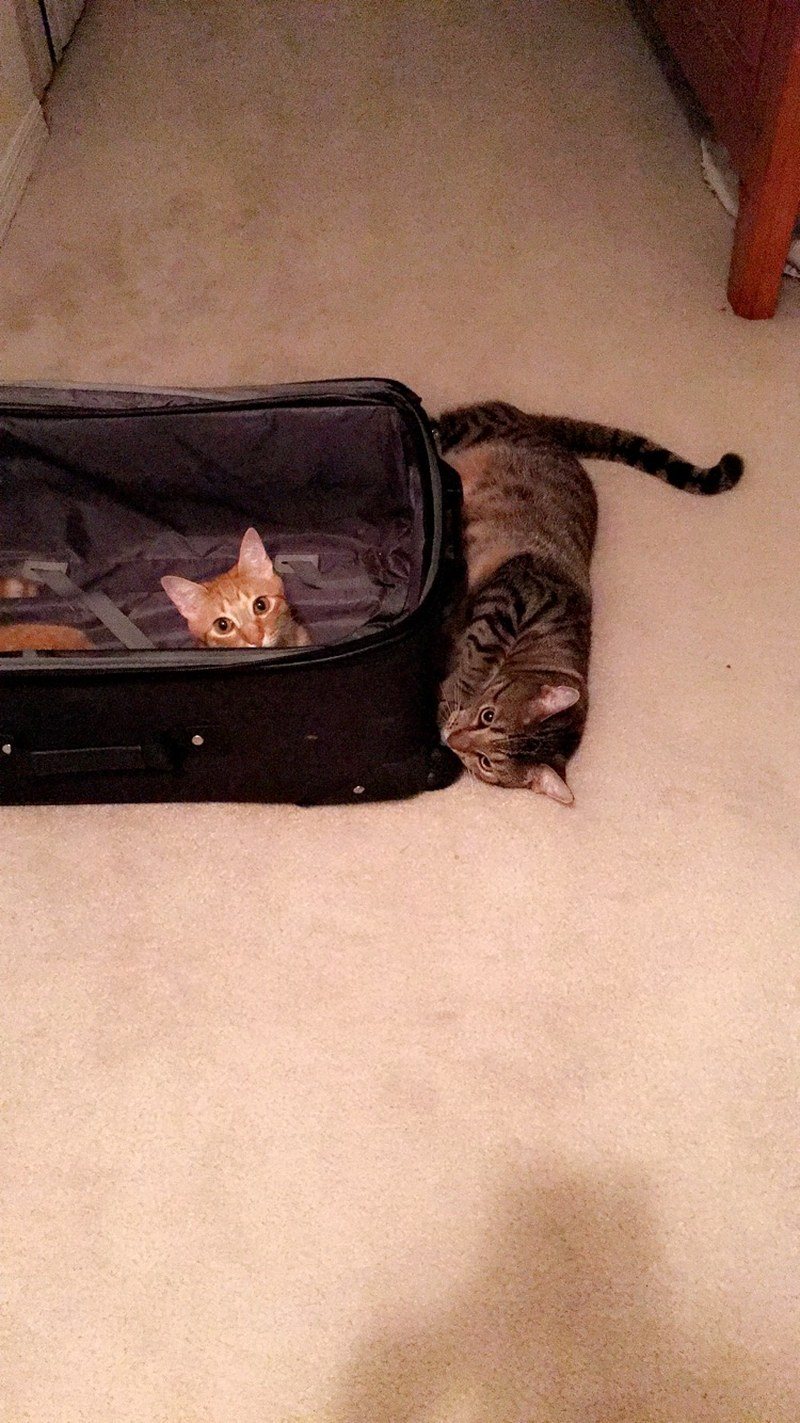 "So You're Saying We Aren't Coming With You?!! Not Acceptable! Wel Will Just Pac