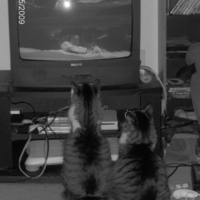 Sophie & Lily Watching Cat TV