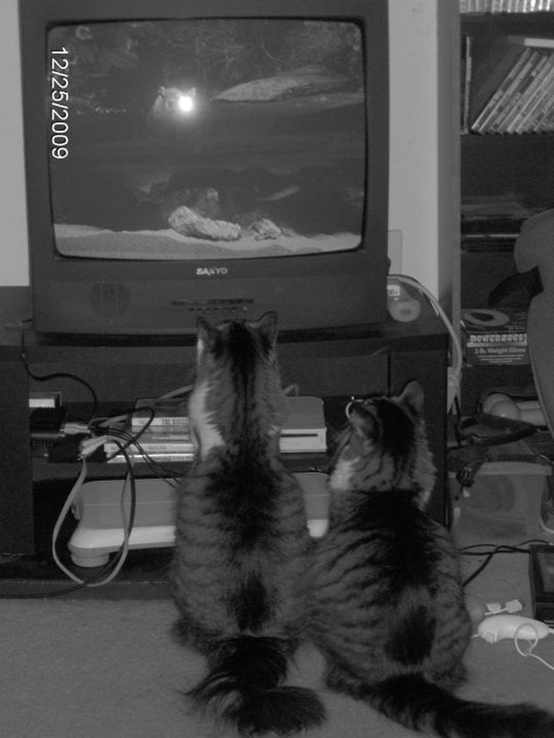 Sophie & Lily Watching Cat TV