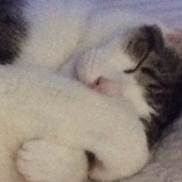 Sleeping Boo