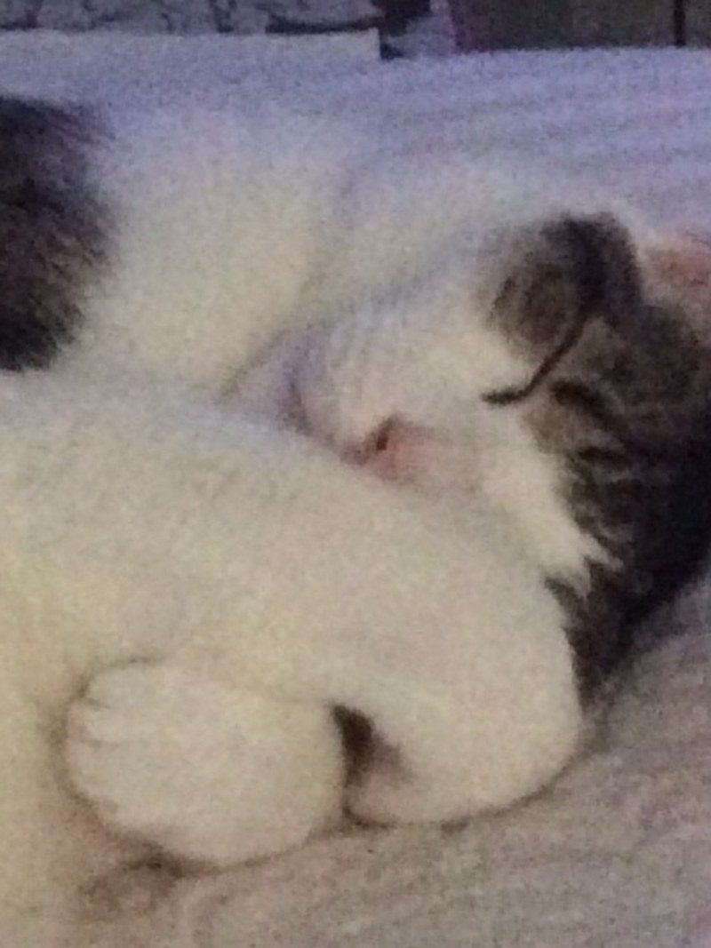 Sleeping Boo